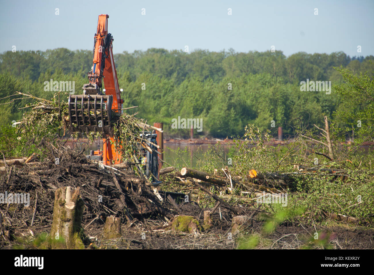 Escavatore lavorando per cancellare una foresta per un nuovo sviluppo lungo il fiume Fraser in Metro Vancouver, Pitt Prati, British Columbia, Canada Foto Stock