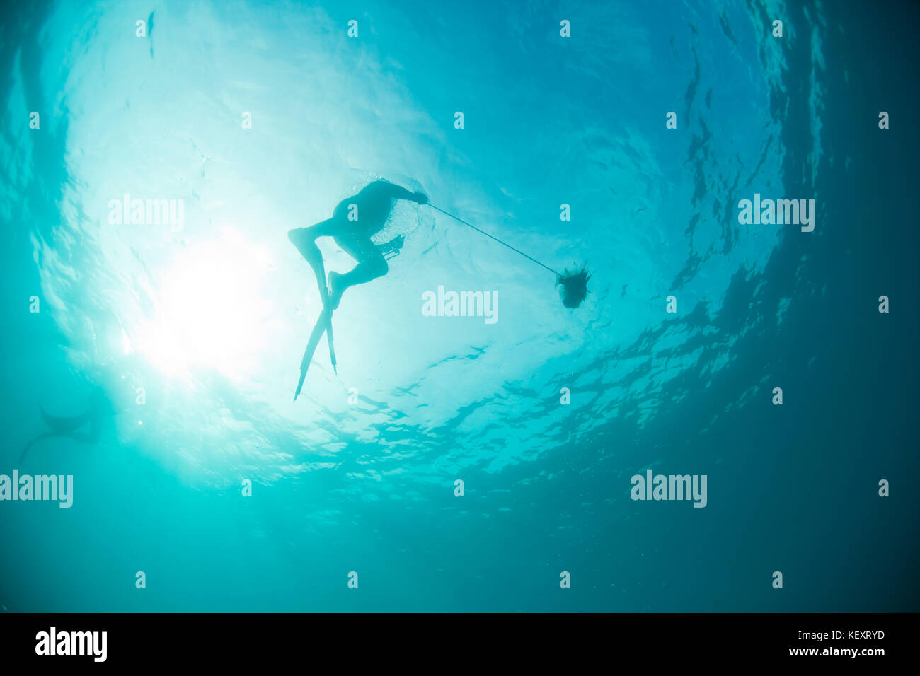 Un uomo gestisce un risparmiati da Leone offshore del Belize.Il leone è una specie invasive che danneggia l'ecologia delle barriere coralline in tutti i Caraibi. Foto Stock