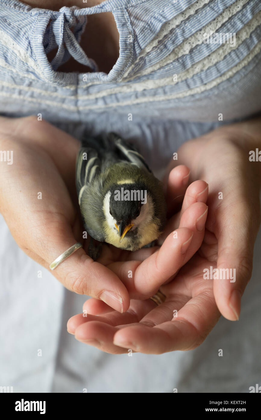 Il cavolo giovane si siede nelle mani di una donna Foto Stock