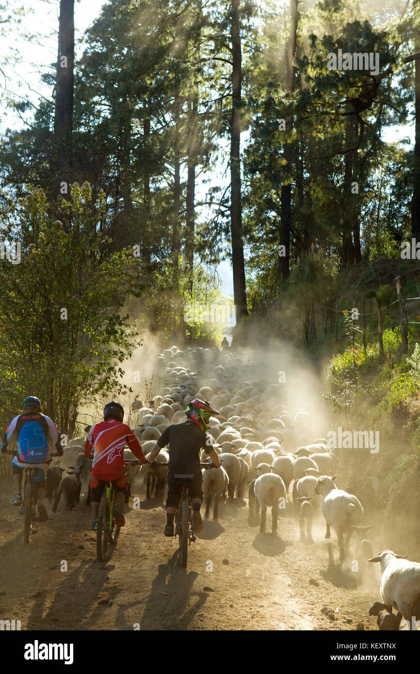 Tre motociclisti in attesa del gregge di pecore di passare, Tenango, Stato del Messico, Messico Foto Stock