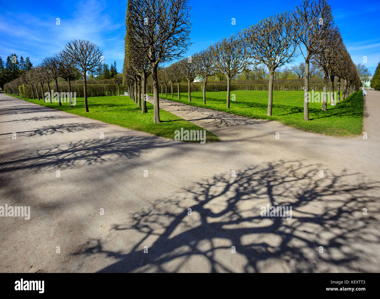 Fotografia di strade orlate da alberi in Catherine Park, Pushkin, San Pietroburgo, Russia Foto Stock