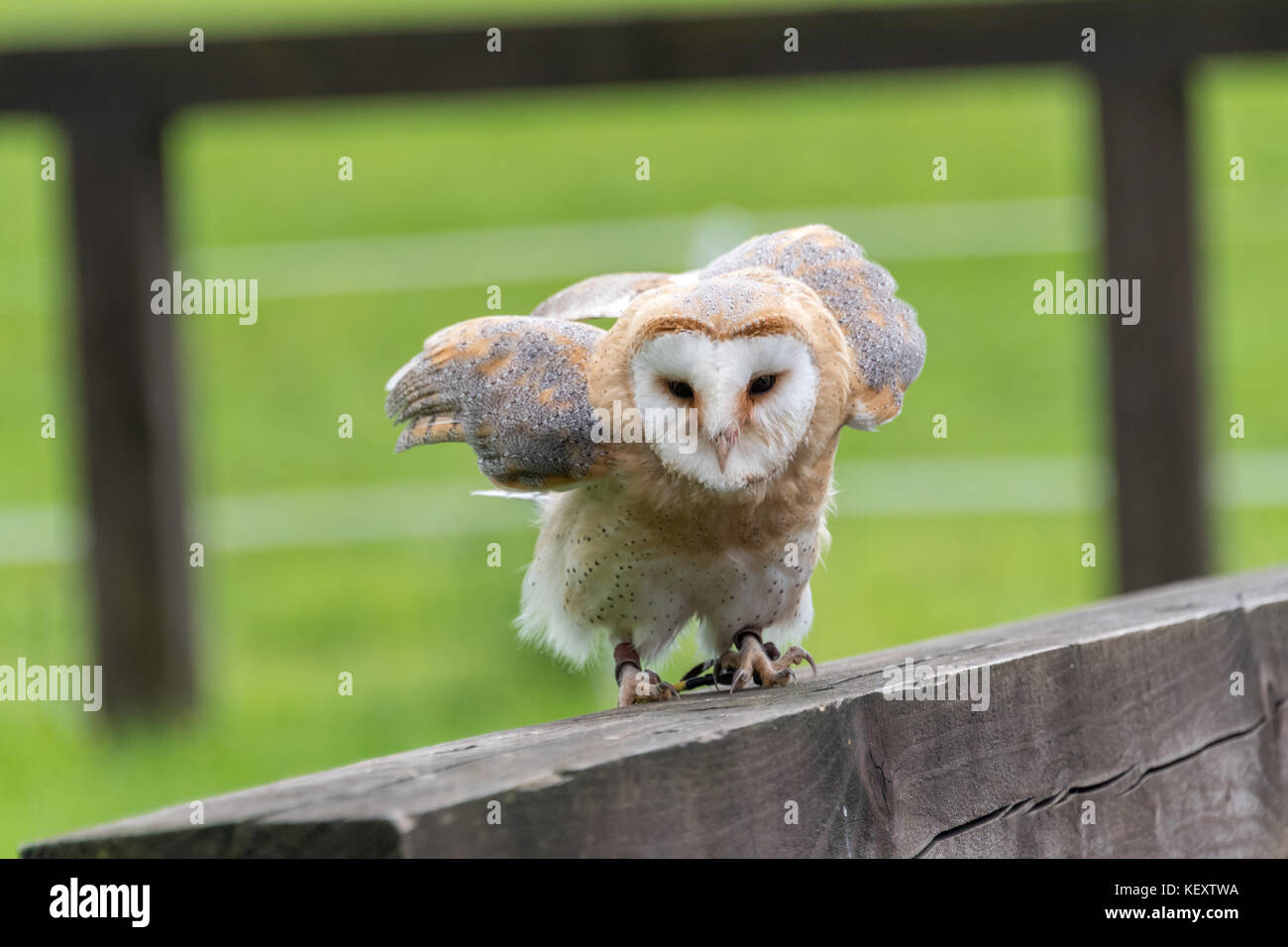 Giovani barbagianni in falesia grotta falconeria Foto Stock
