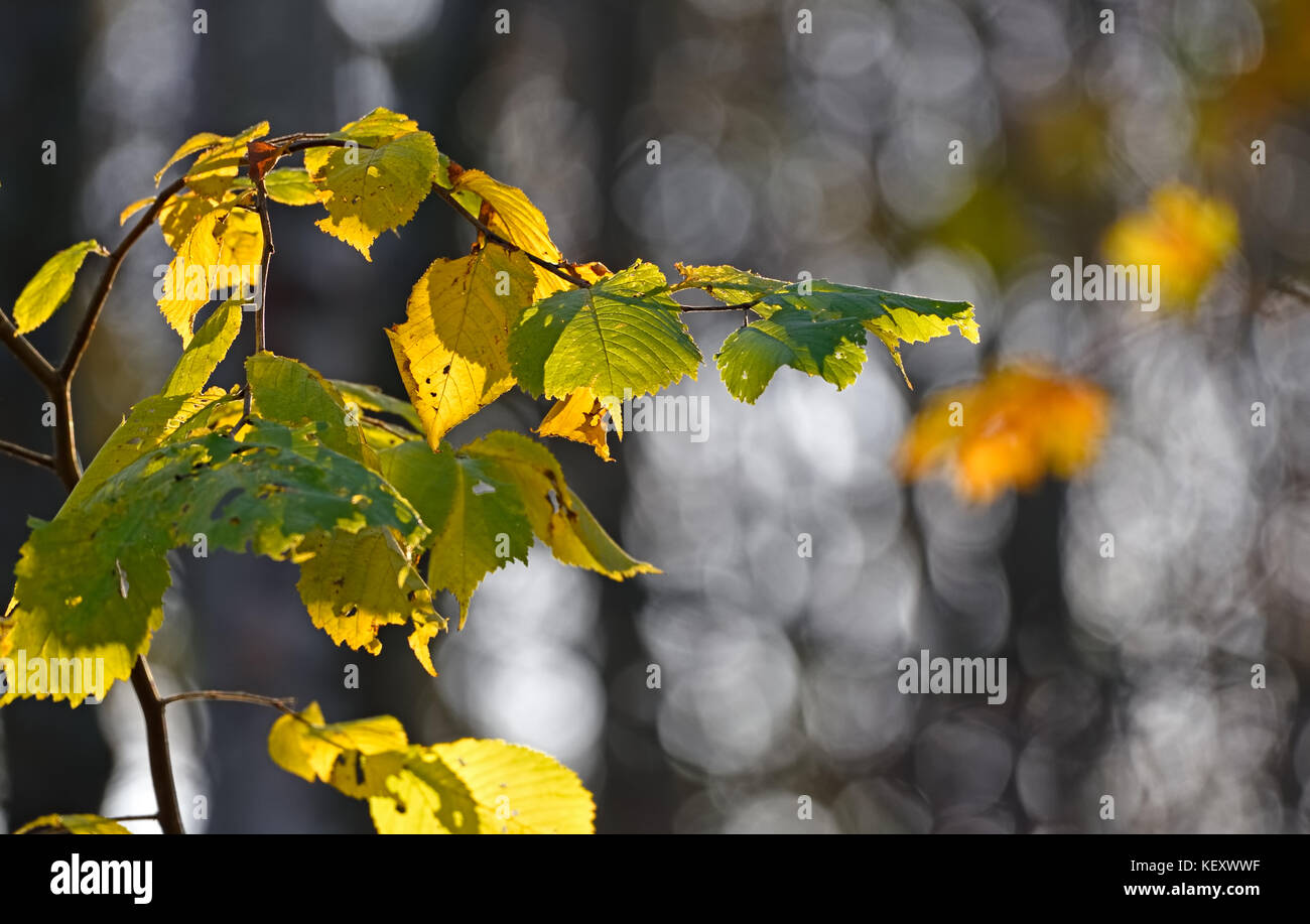 Giallo e verde retroilluminato elm le foglie in autunno i colori su un soleggiato alla fine di ottobre mattina nella foresta a Helsinki in Finlandia. Foto Stock