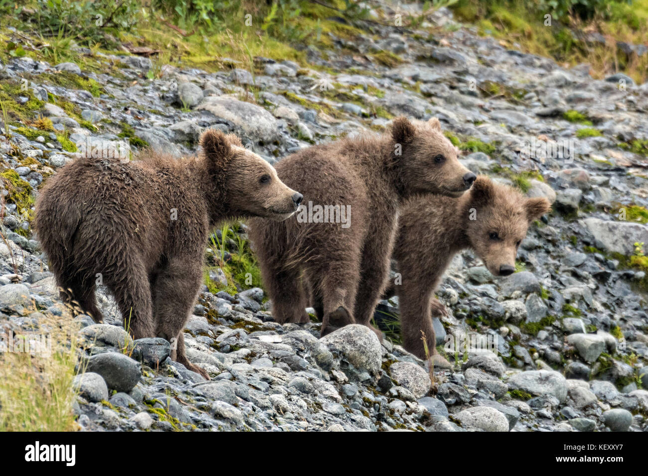 Orso bruno cubs a molla reagisce a un avvicinamento adulto recare presso la laguna inferiore al mcneil river state game santuario sulla penisola di Kenai, Alaska. il sito remoto è accessibile solo con un permesso speciale ed è il più grande del mondo di popolazione stagionale di orsi bruni nel loro ambiente naturale. Foto Stock