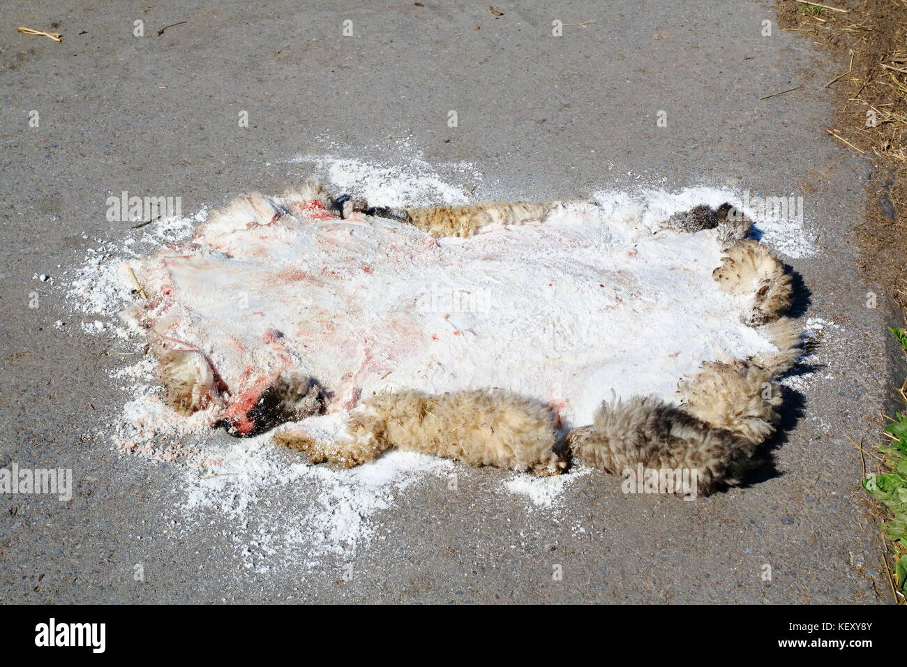 Abgezogenes Schaf cadde, Lammfell Liegt in der Sonne zum gerben Foto Stock