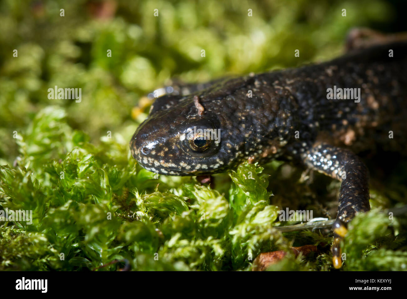 Close up macro ritratto di una grande tritone crestato (Triturus cristatus) su un terreno nel bosco in prossimità di un sito di sviluppo. L'Inghilterra, Regno Unito. Foto Stock