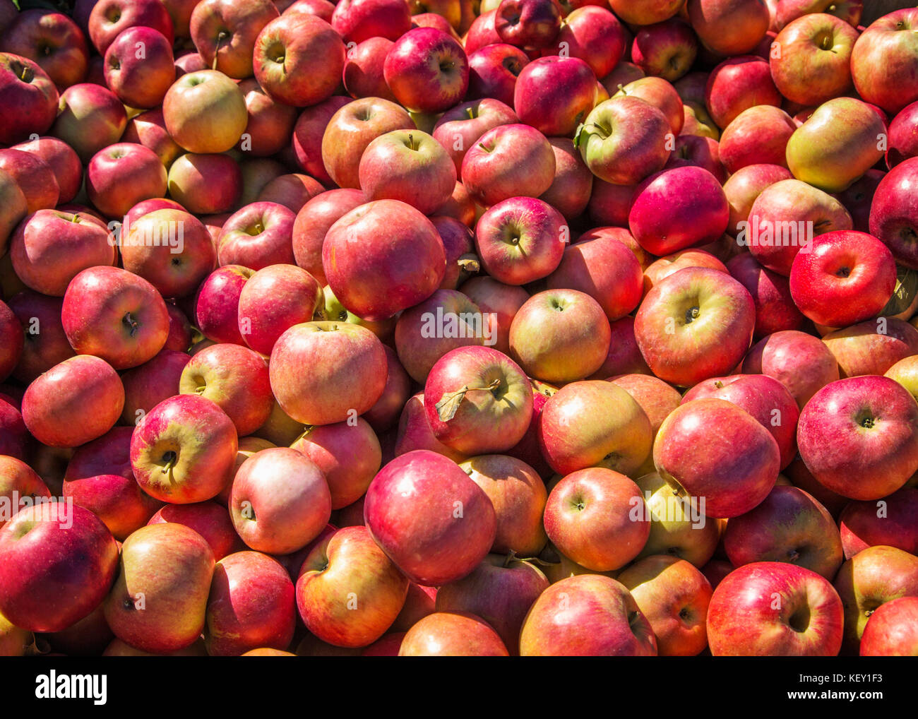 Una vista ravvicinata di molti mele rosse Foto Stock