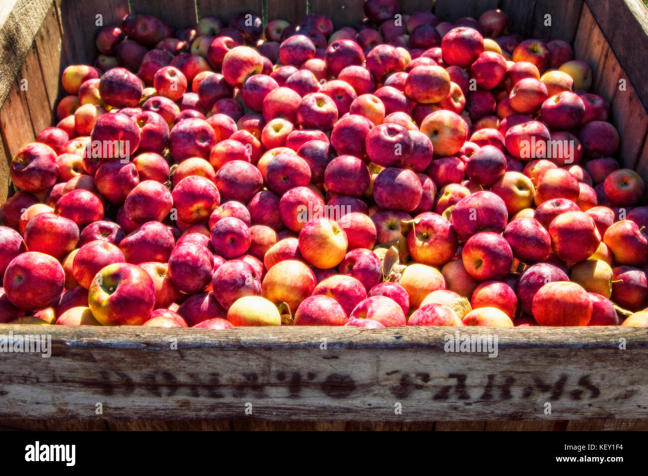 Contenitore di legno pieno di mature mele rosse Foto Stock