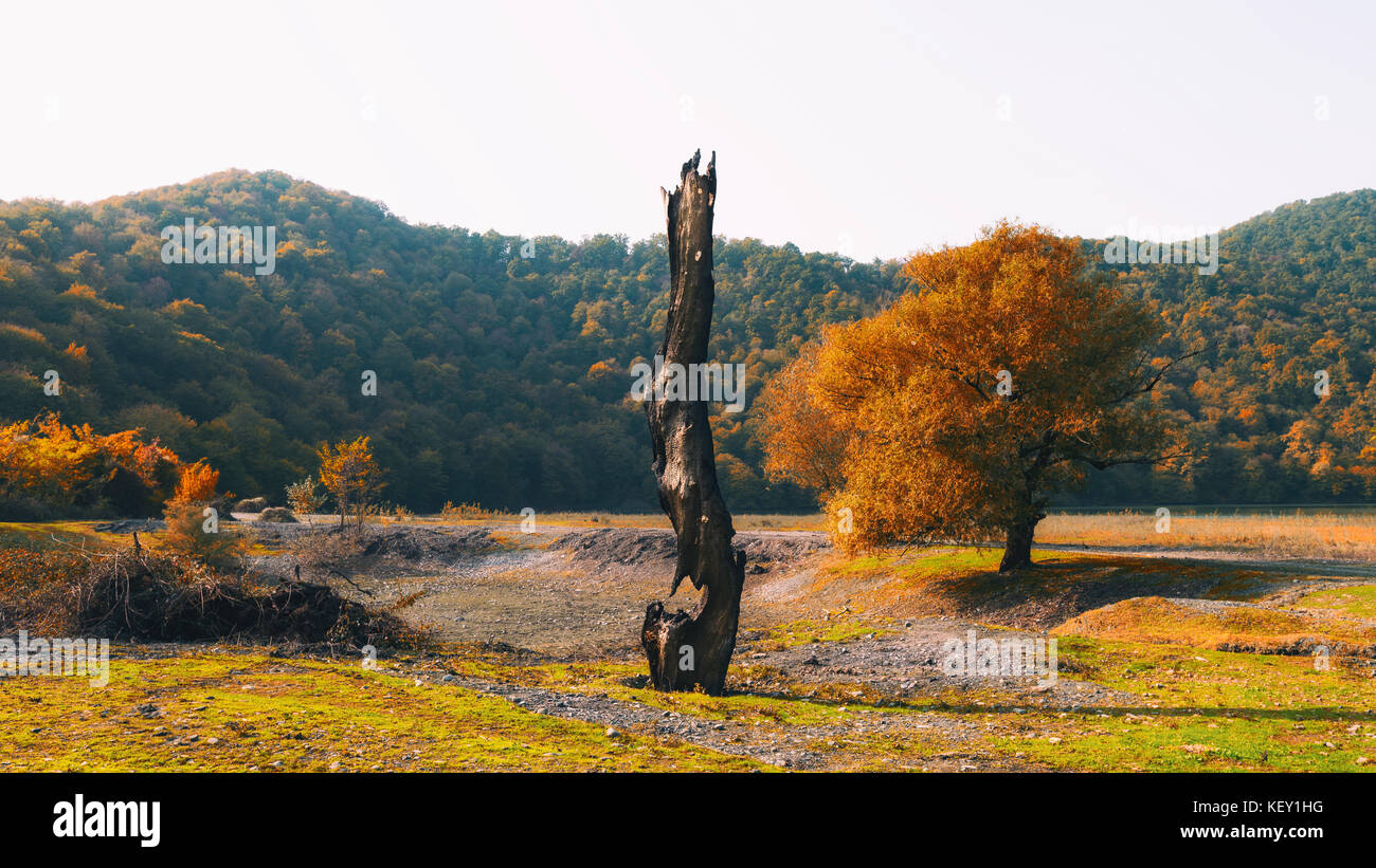 Un albero colpito da un fulmine Foto Stock