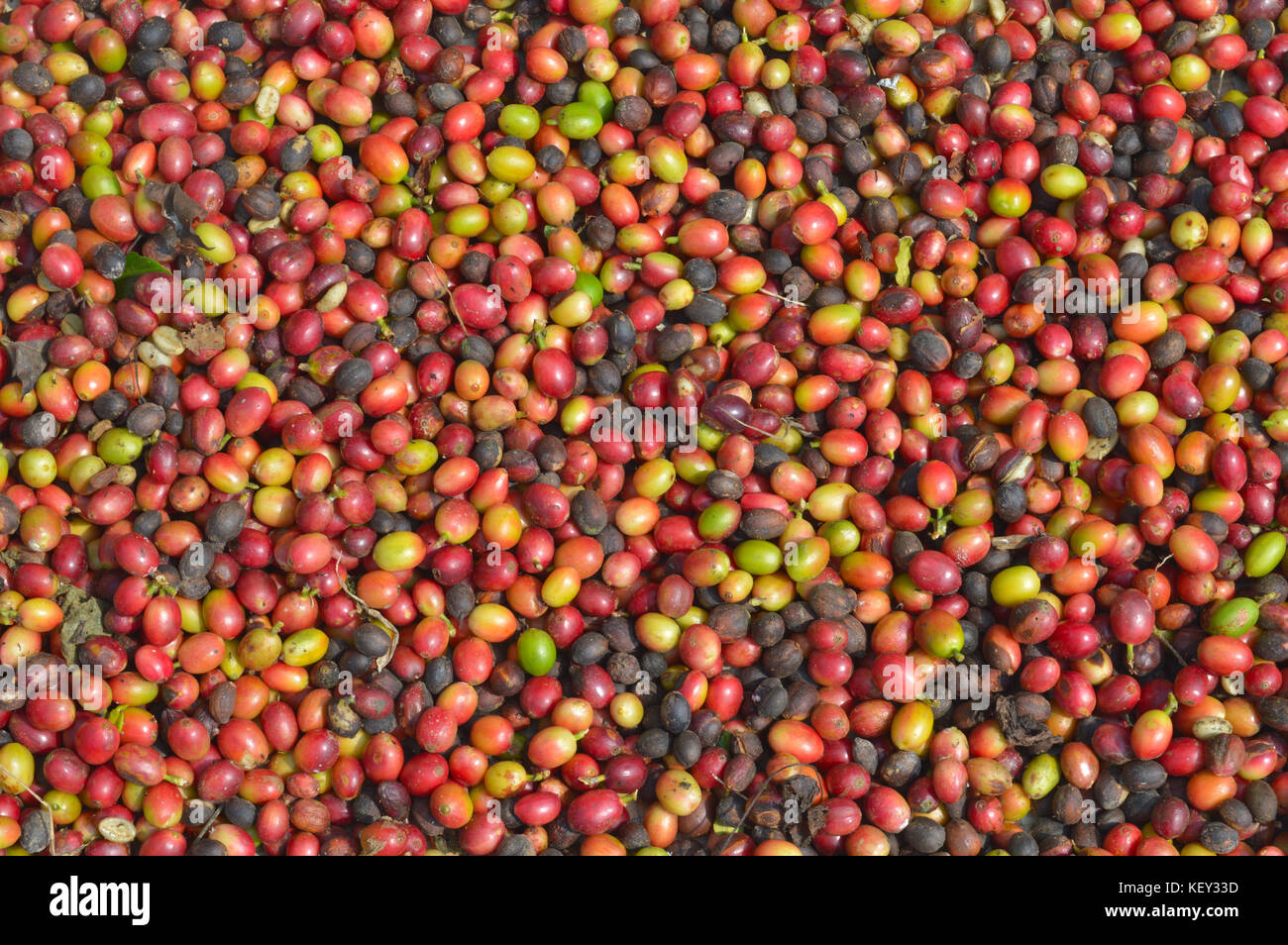 Bacche di caffè sfondo Foto Stock