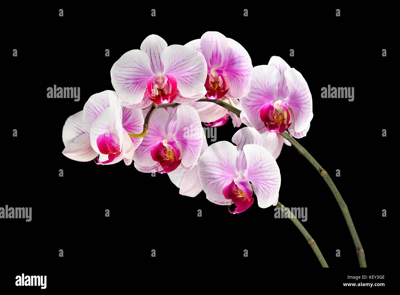 Orchid sfondo floreale Foto Stock