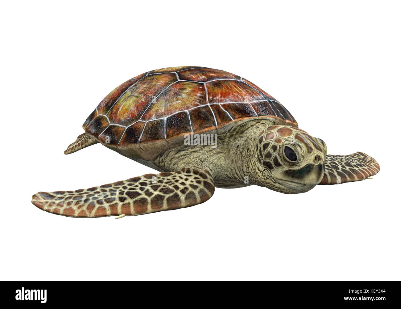 Sea Turtle isolato Foto Stock