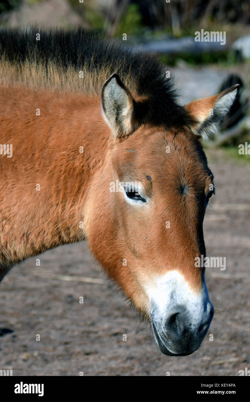 Di przewalski o dzungarian cavallo, è una rara e minacciata di sottospecie di cavallo selvaggio. Noto anche come asian Wild Horse e cavallo selvatico della Mongolia. Foto Stock