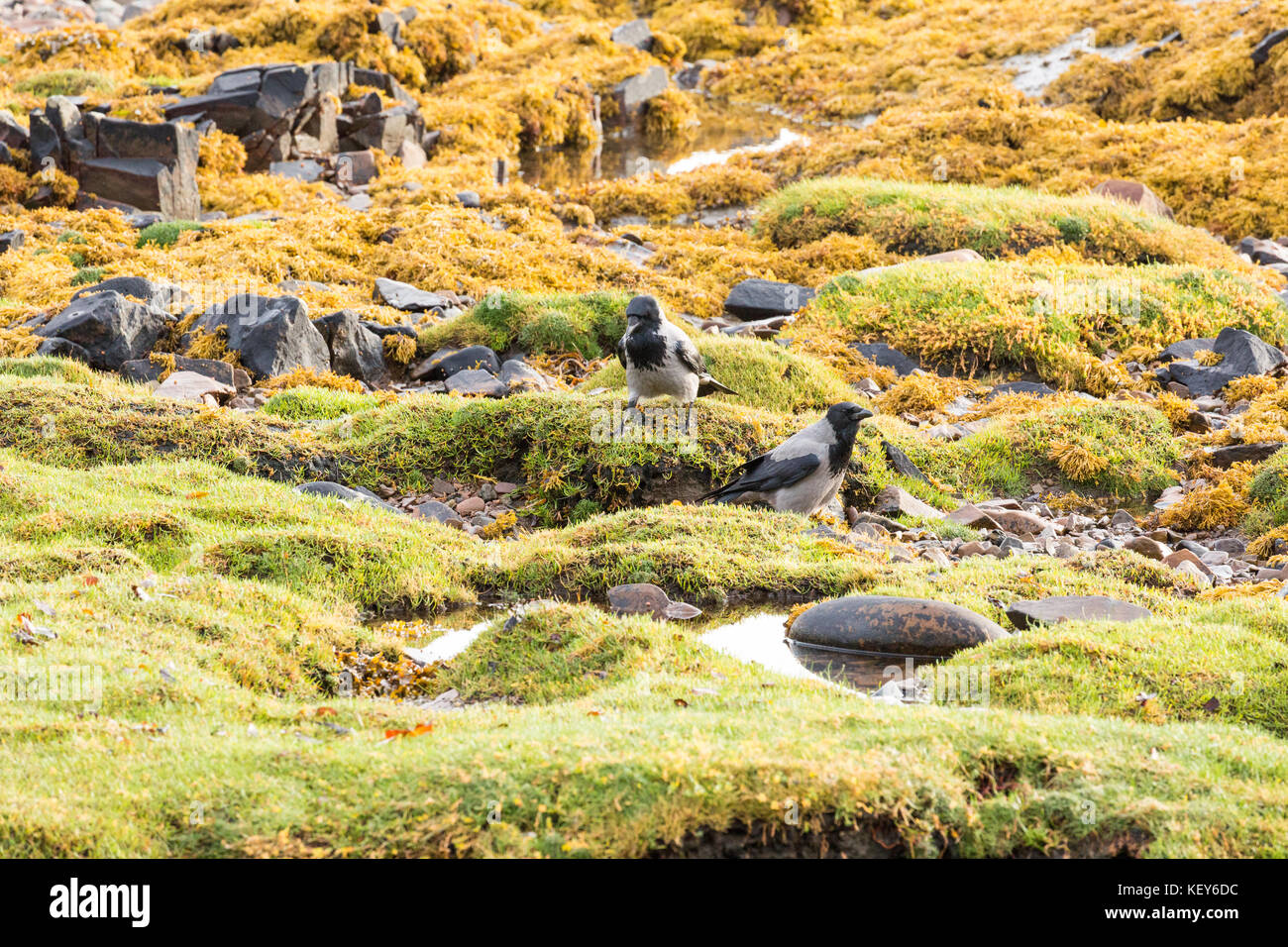 Hooded crows su un foreshore Foto Stock