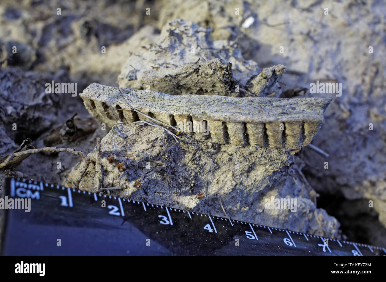 Un reperto archeologico: un pezzo di terracotta medievale bastoni fuori del suolo. accanto ad esso vi è un righello per fissare le dimensioni della ricerca Foto Stock