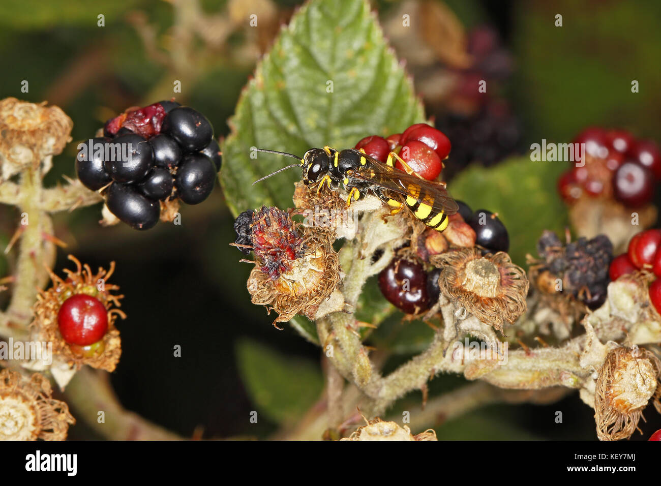 Campo Digger Wasp (Mellinus arvense) in appoggio sul Rovo (Rubus fruticosus) bacche in hedge a bordo del campo CHESHIRE REGNO UNITO agosto 59255 Foto Stock