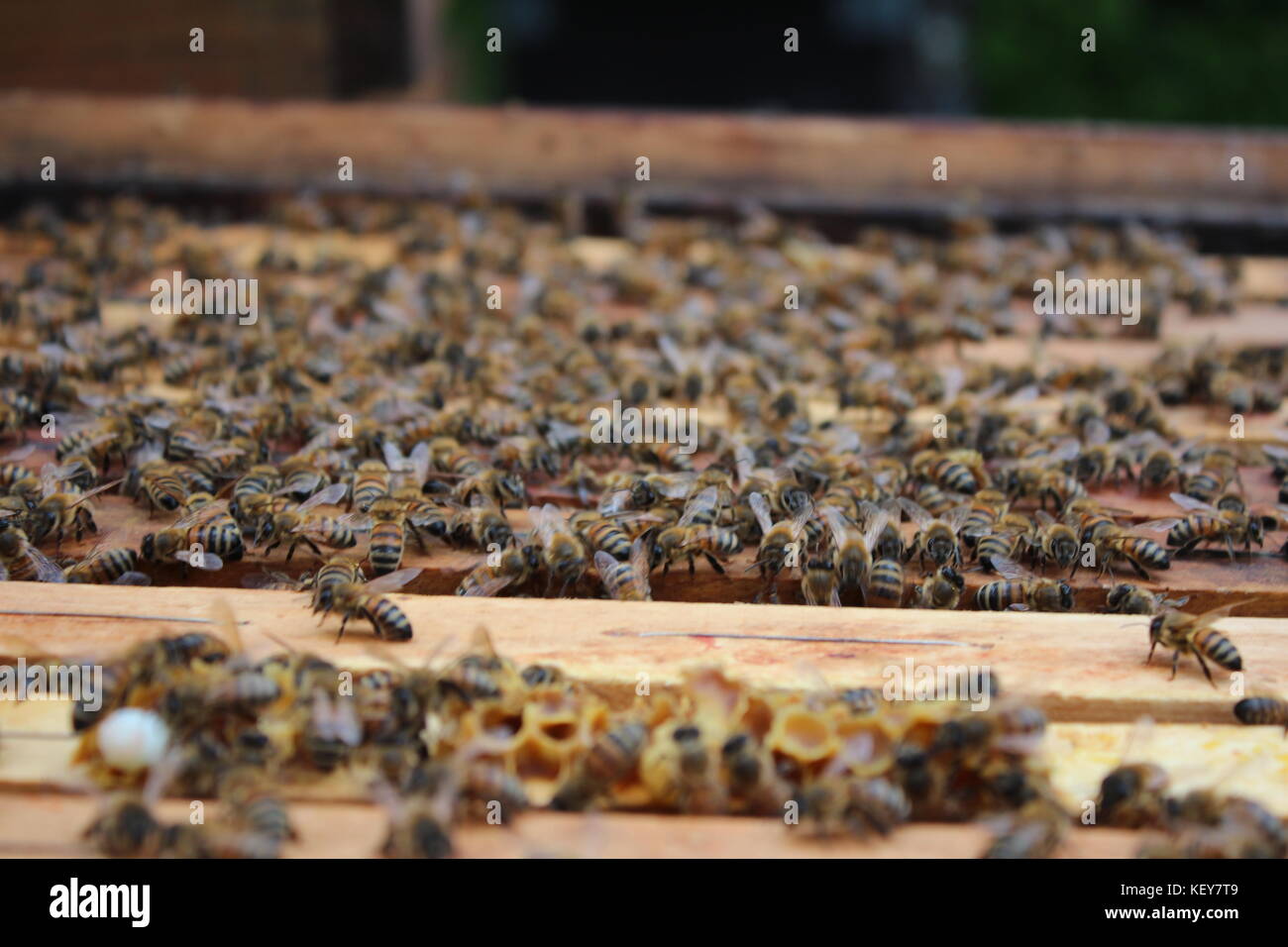 La colonia di api Foto Stock