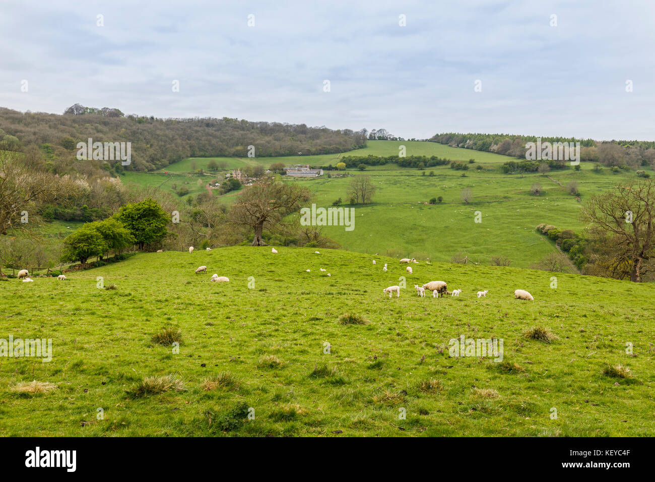 Cotswold paesaggio: Bianco gli ovini e i giovani agnelli a molla in un campo nei pressi di Snowshill in campagna di laminazione nel Gloucestershire Cotswolds in primavera Foto Stock