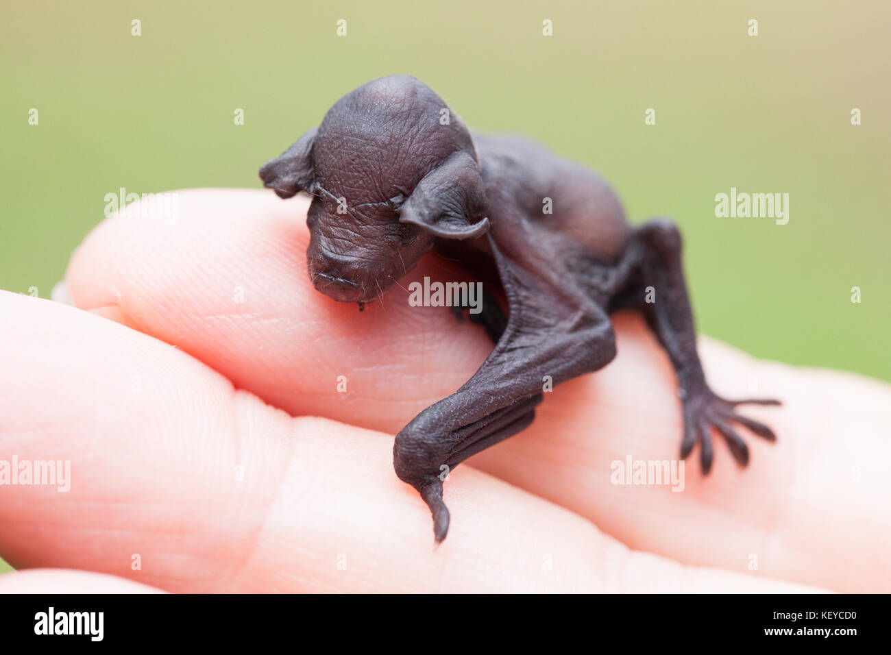 Eastern long-eared bat (nyctophilus bifax). bambino orfano (a cura di) in appoggio sulle dita. ottobre 2017. mucca bay. queensland. Australia. Foto Stock