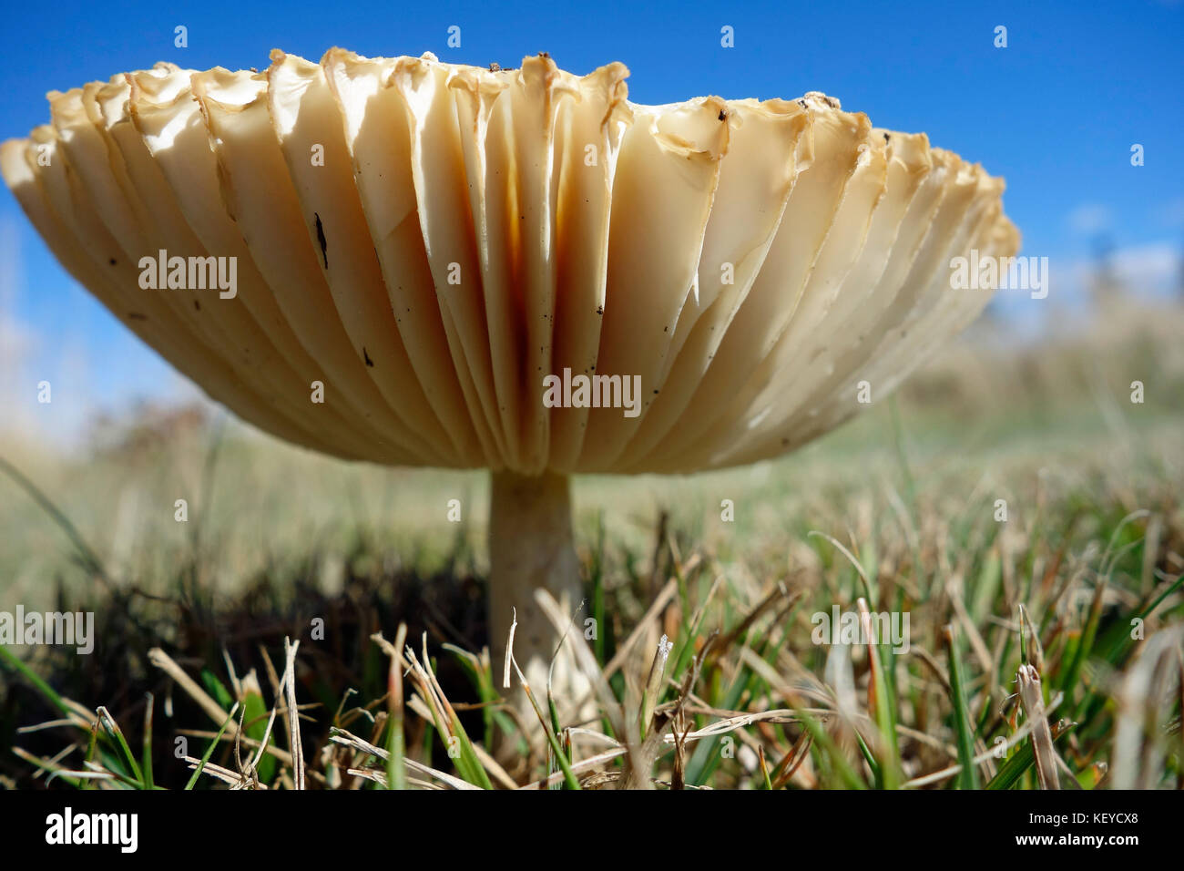 Le branchie sul lato inferiore di un fungo Foto Stock