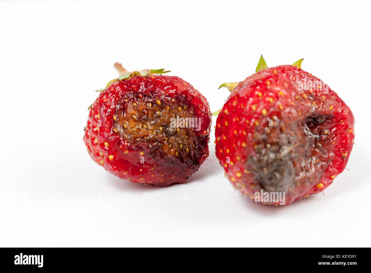 Fragola con lo stampo Foto Stock