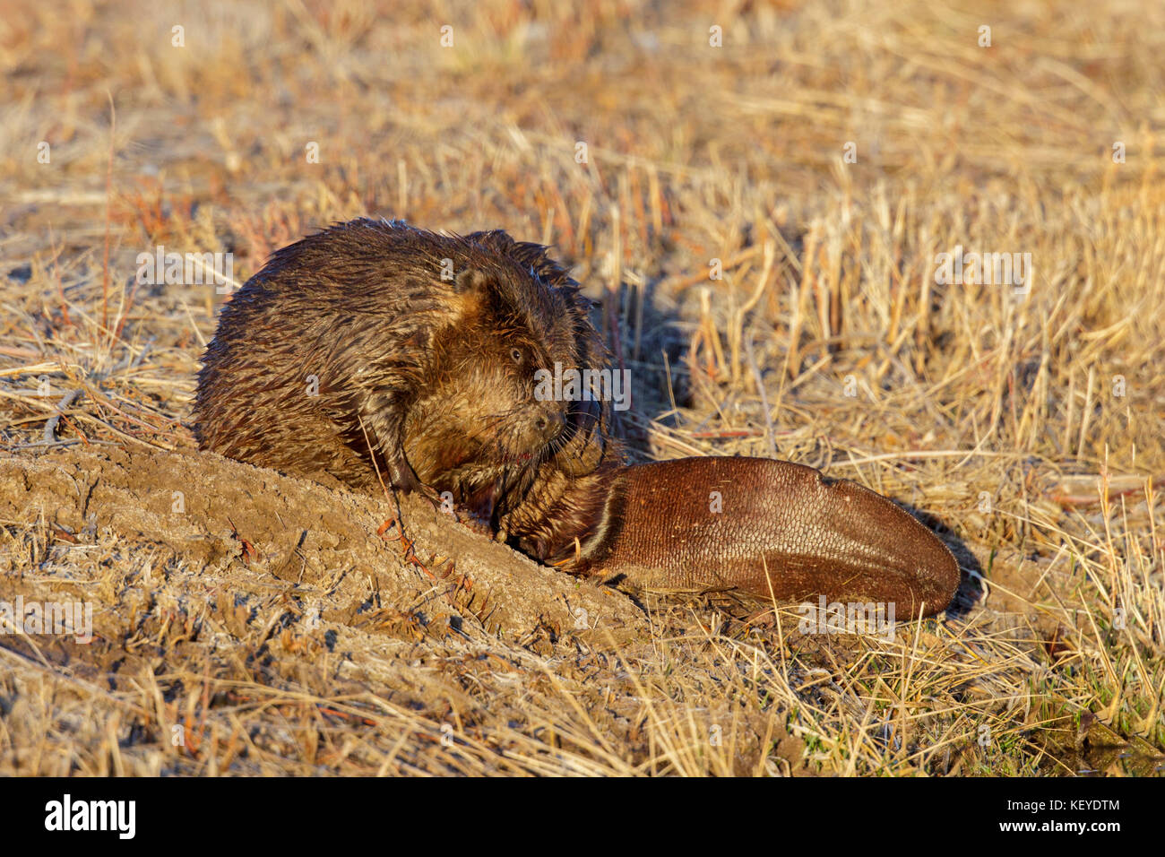 American beaver Castor canadensis Bosque del Apache National Wildlife Refuge, a sud di Socorro, Nuovo Messico, Stati Uniti 25 febbraio 2013 adul Foto Stock