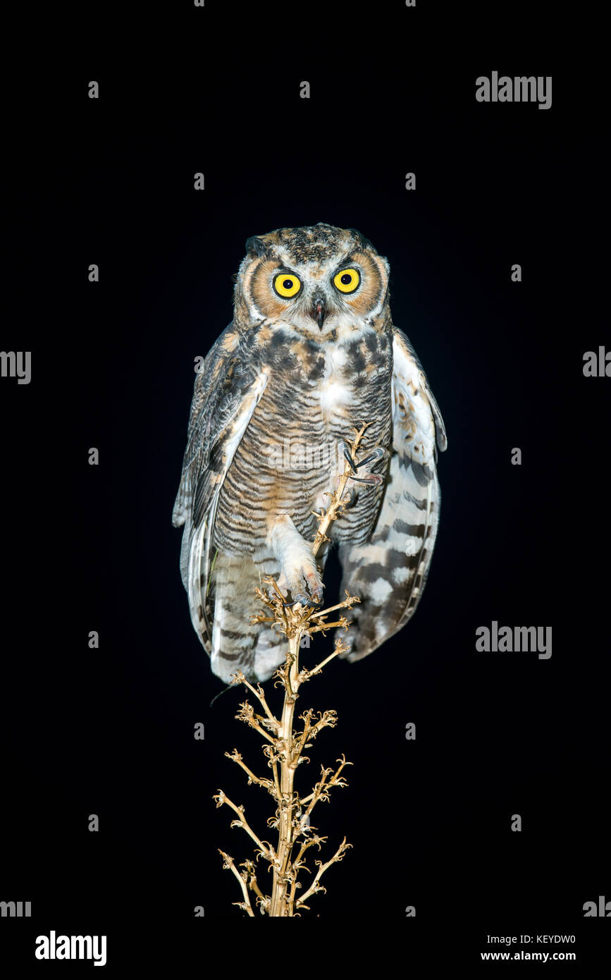 Grande gufo cornuto bubo virginianus Tucson, Arizona, Stati Uniti 9 agosto 2014 immaturo titonidi Foto Stock