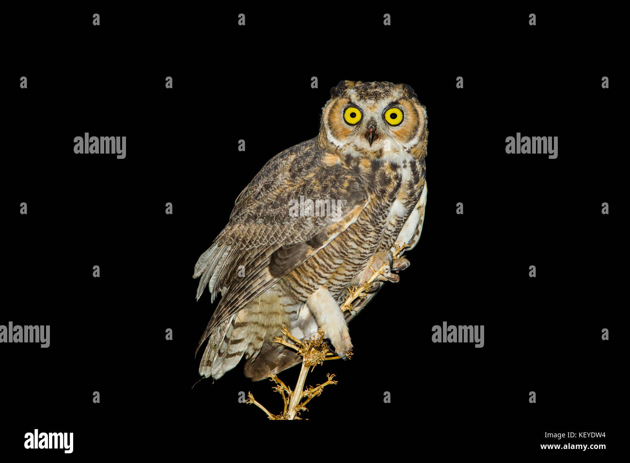 Grande gufo cornuto bubo virginianus Tucson, Arizona, Stati Uniti 9 agosto 2014 immaturo seduto su soaptree yucca flower levetta (yucca elata) Foto Stock