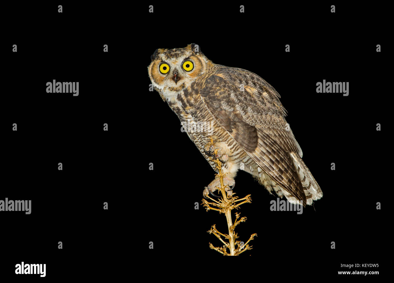 Grande gufo cornuto bubo virginianus Tucson, Arizona, Stati Uniti 9 agosto 2014 immaturo seduto su soaptree yucca flower levetta (yucca elata) Foto Stock