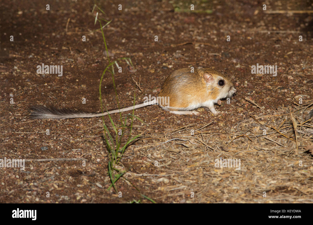 Merriam Kangaroo Rat Dipodomys merriami Tucson, Arizona, Stati Uniti 20 agosto 2014 adulti Heteromyidae Foto Stock