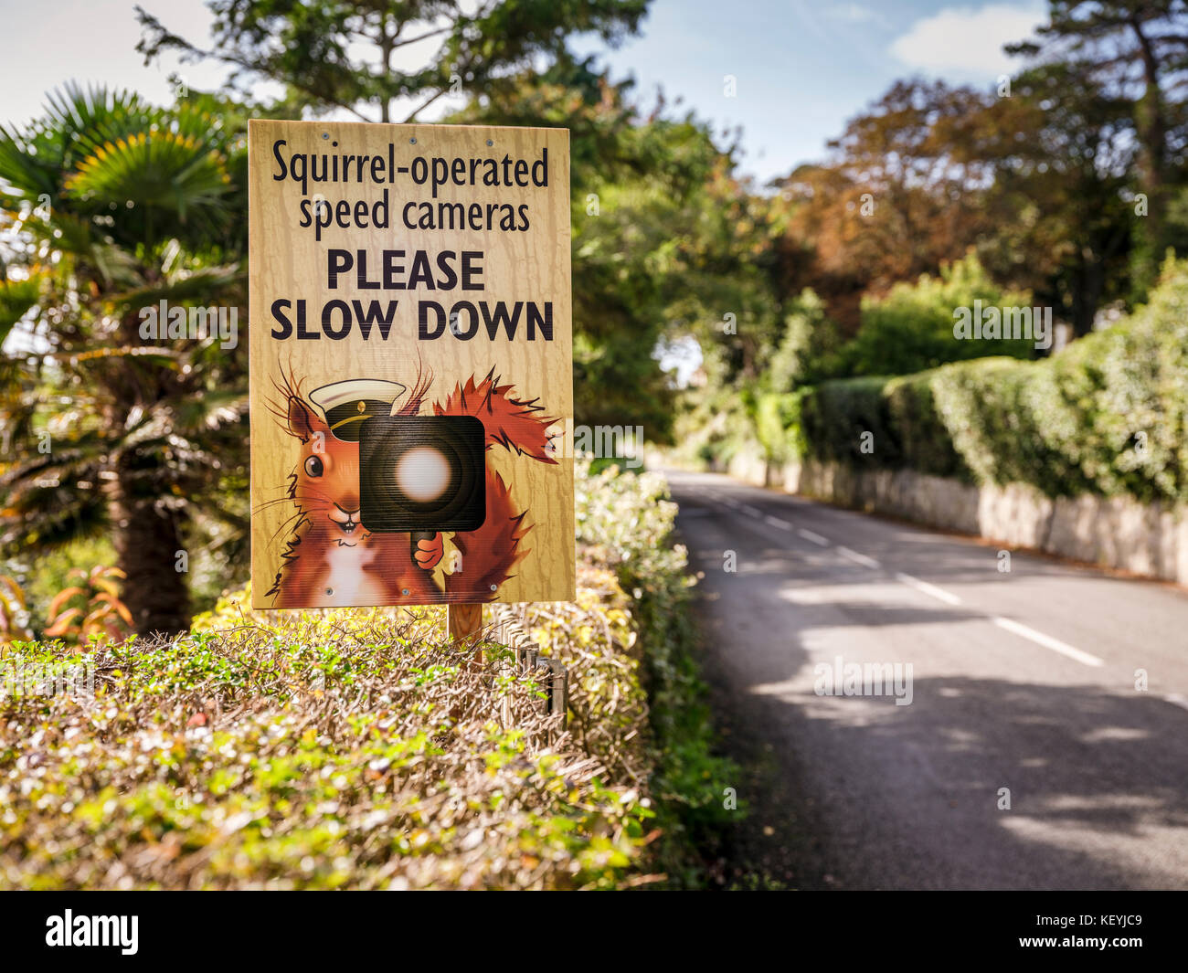 "Squirrel azionato autovelox, si prega di rallentare" un divertente fotocamera velocità segno indicante un scoiattolo rosso tenendo un autovelox chiedendo ai conducenti di rallentare. Foto Stock