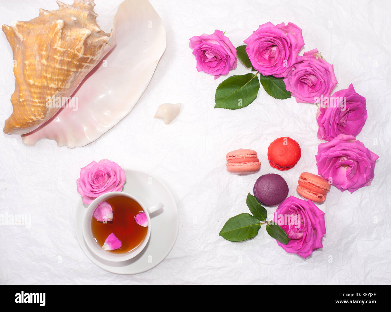 Conchiglie Colorate Su Un Sale Marino Rosa E Blu Immagine Stock