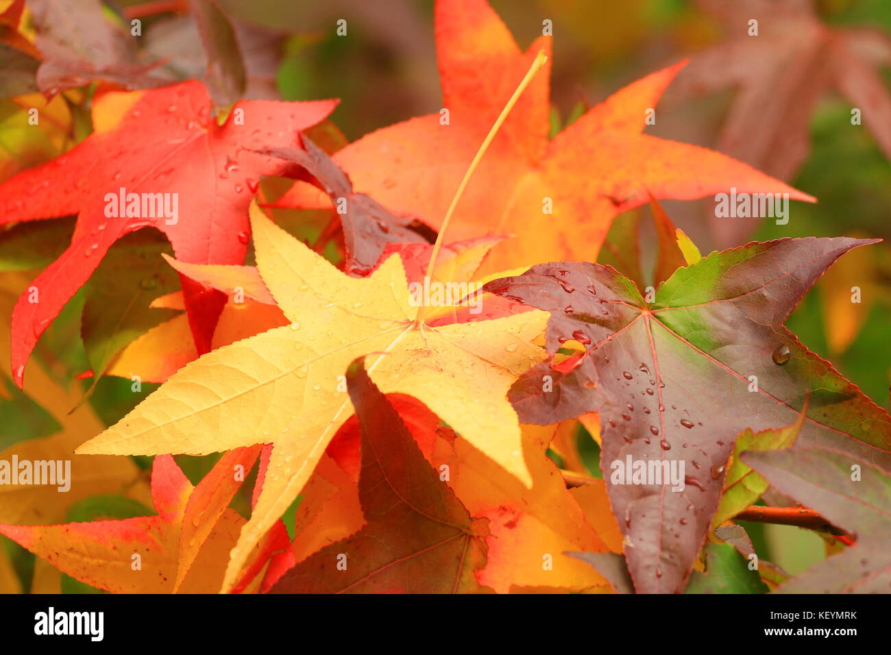 Foglie colorate in acero, dopo la pioggia in autunno Foto Stock