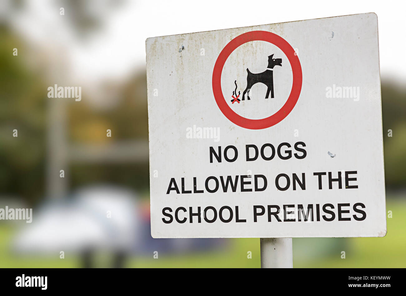 I cani non sono ammessi presso la sede della scuola segno, England, Regno Unito Foto Stock