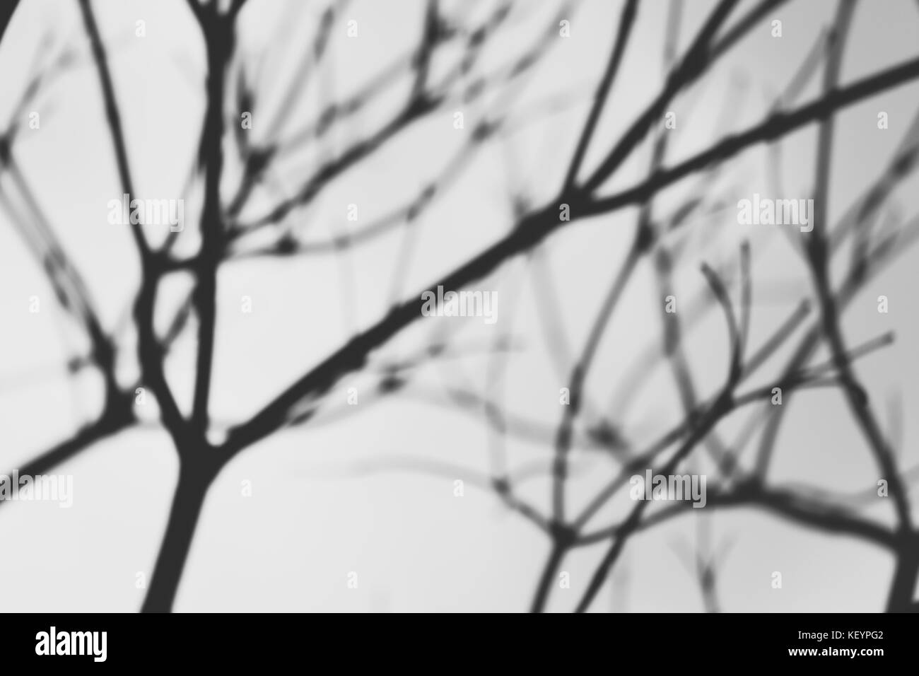 Silhouette la sfocatura dei rami dell'albero. in bianco e nero foto astratte. background e texture. Foto Stock