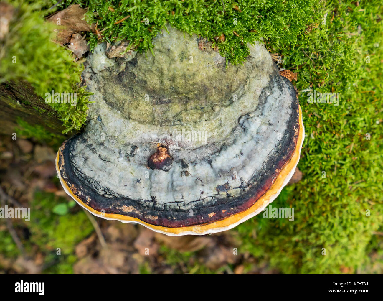 Dettaglio shot che mostra un fungo tinder visto da sopra Foto Stock