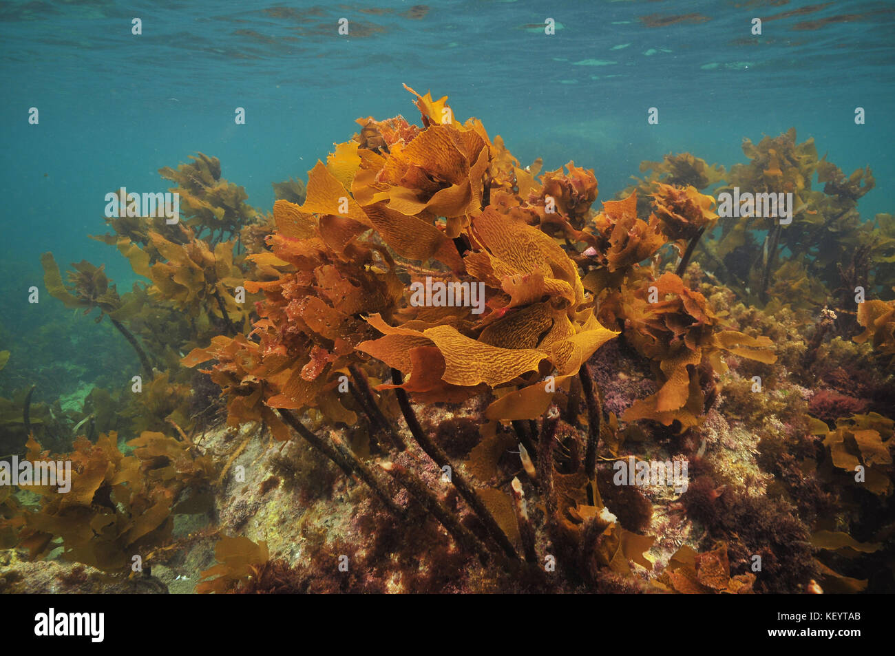 Marrone lucido sgambate kelp ecklonia radiata crescono sulle rocce a destra sotto la superficie dell'oceano. Foto Stock