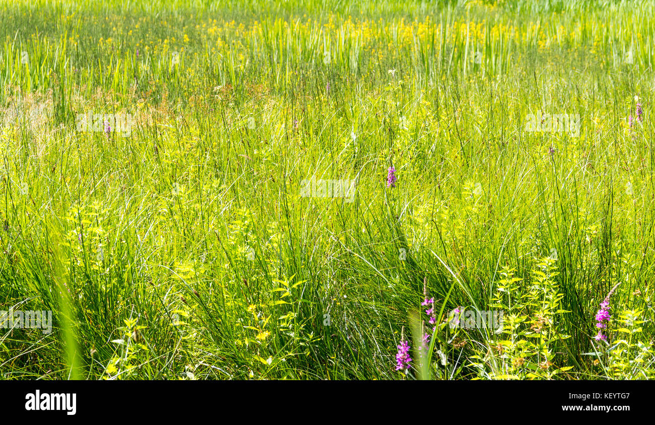 Sunny illuminato vegetazione delle paludi di dettaglio nella Germania meridionale a inizio estate Foto Stock