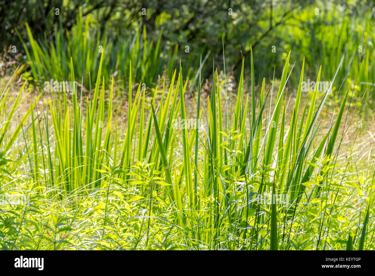 Sunny illuminato vegetazione delle paludi di dettaglio nella Germania meridionale a inizio estate Foto Stock