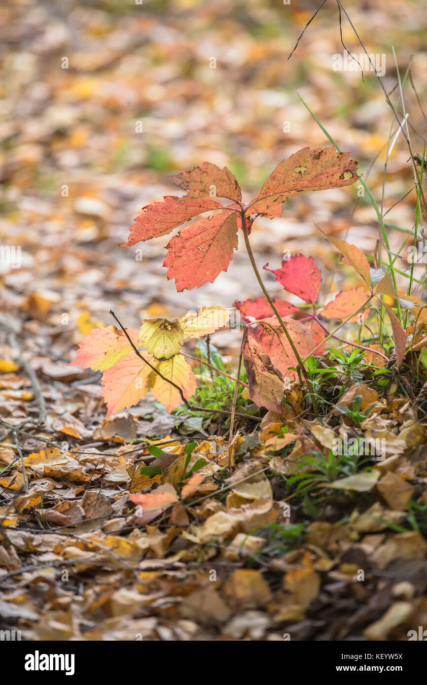 Variegata di foglie di piante in autunno Foto Stock