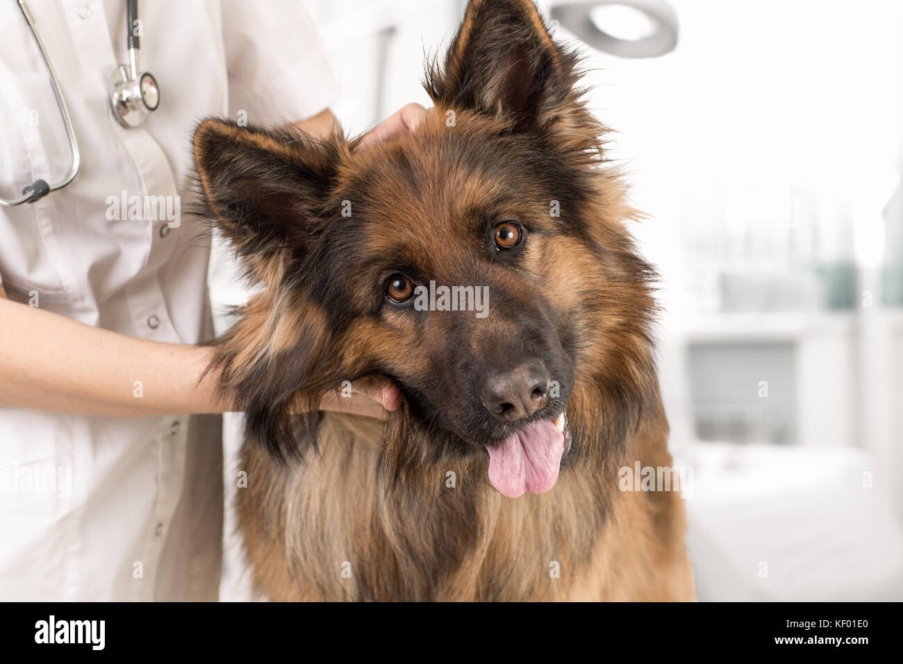 Esame del cane dal medico veterinario Foto Stock