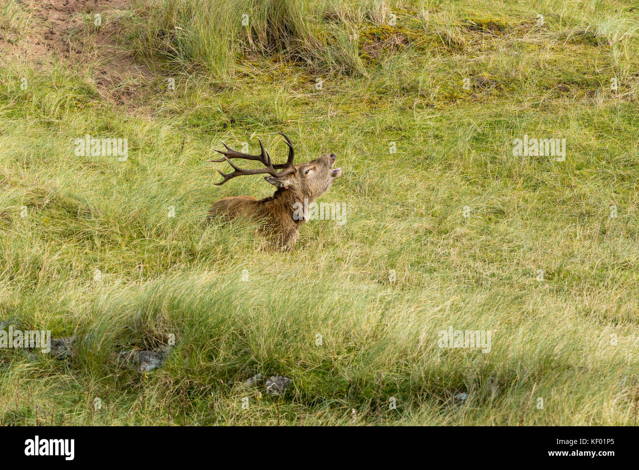 Red Deer cervo (Cervus elaphus scoticus) chiamando durante la stagione la formazione di ruggine nel selvaggio. Foto Stock