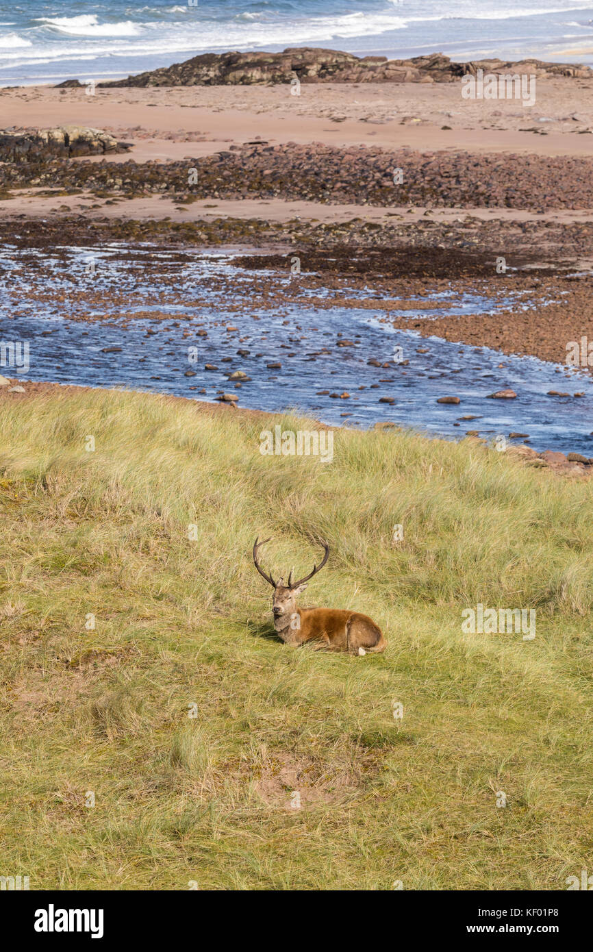 Il cervo (Cervus elaphus scoticus) stag giacente con seascape sfondo Foto Stock