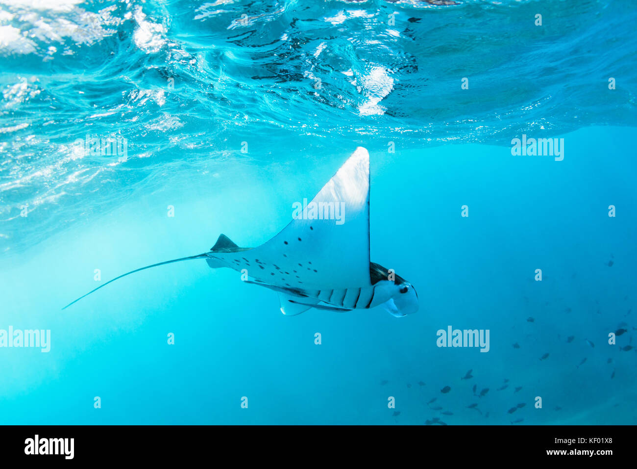 Vista subacquea del gigante hovering oceanic manta ray ( manta birostris ). guardare mondo sottomarino durante l avventura tour di snorkeling alla spiaggia di manta Foto Stock