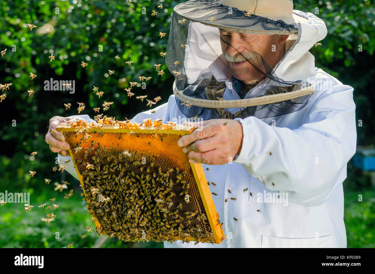 Ritratto di apicoltore con il nido d'ape in apiario Foto Stock