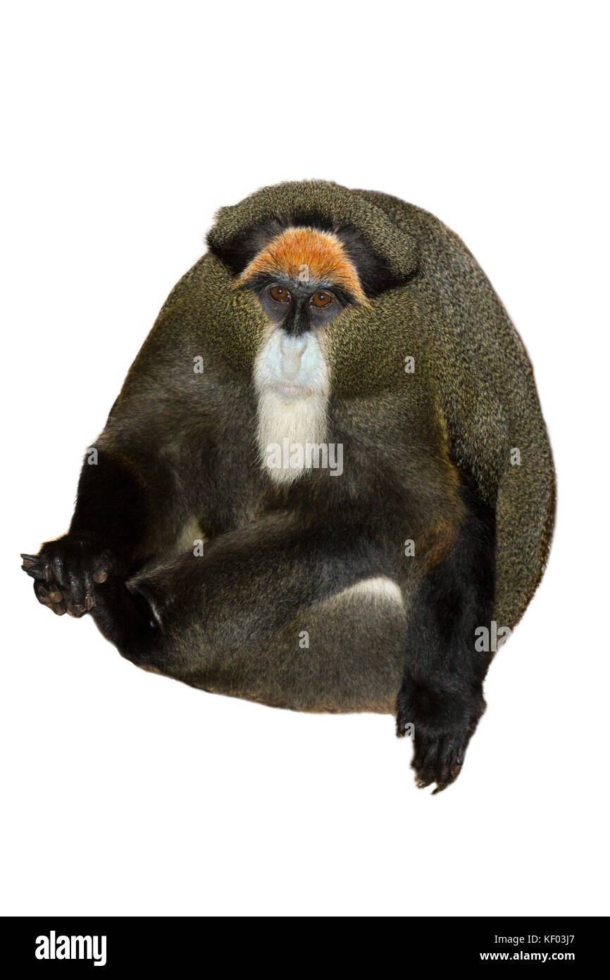 De Brazzà (scimmia Cercopithecus neglectus) isolato su bianco backround Foto Stock