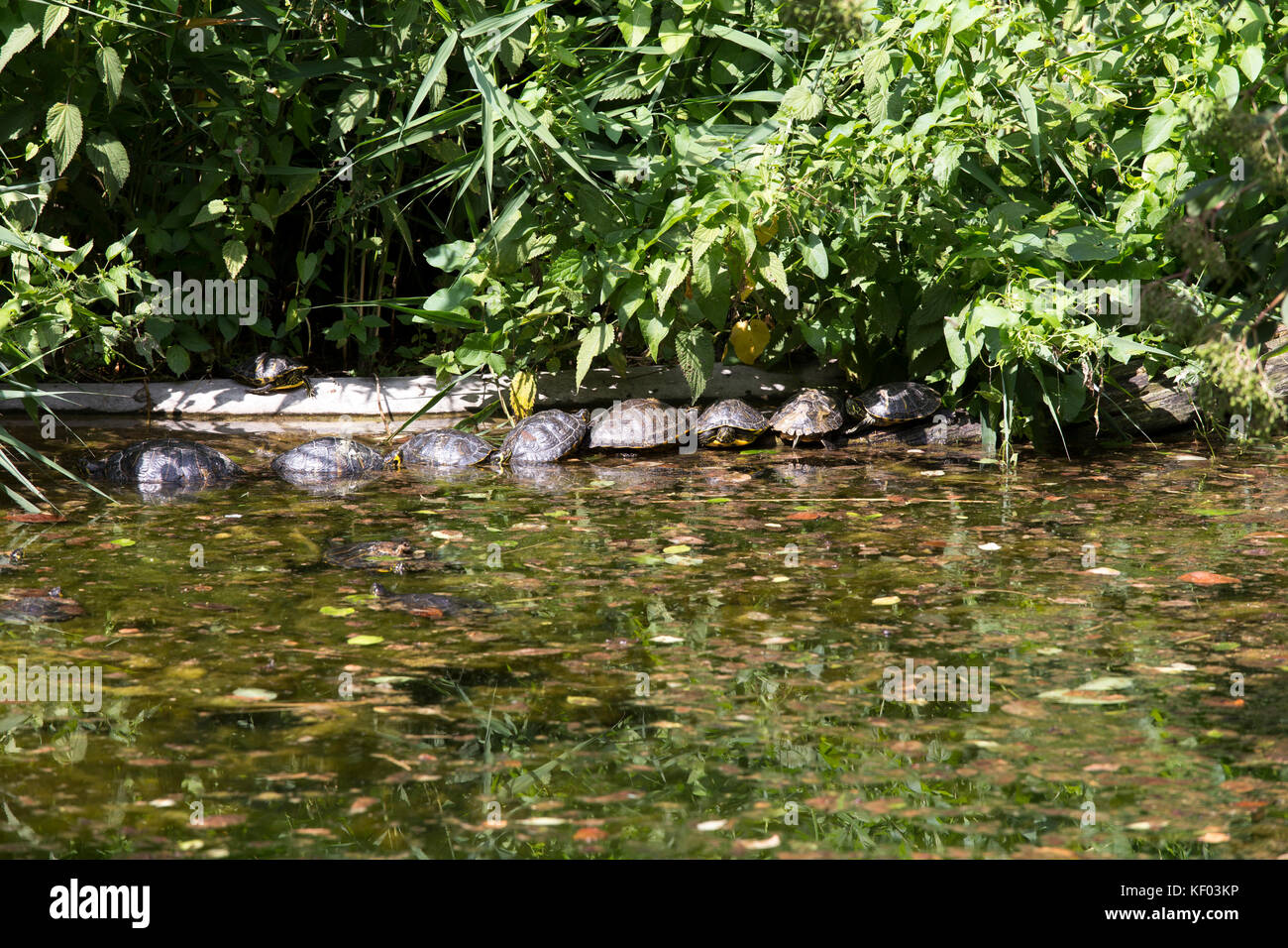 Le tartarughe di acqua in Italia a un parco, Milano Foto Stock