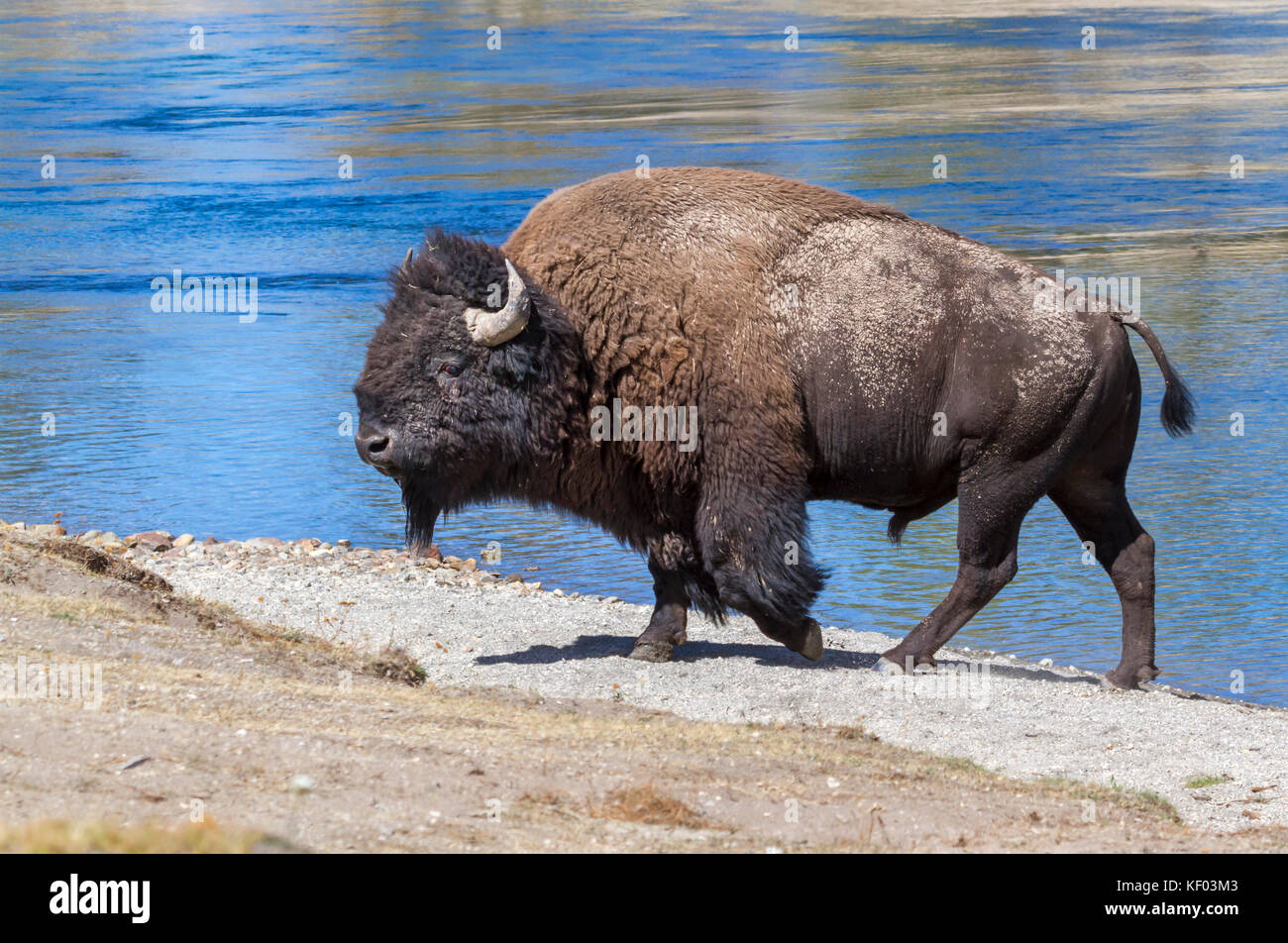 I bisonti americani (Bison bison) passeggiate fuori di Yellowstone River, Wyoming USA Foto Stock