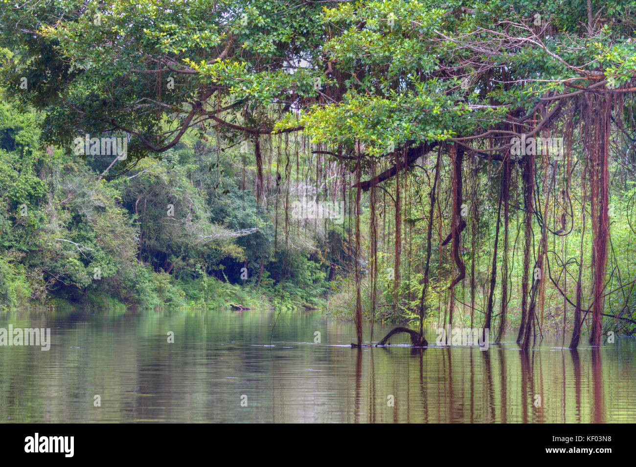 Pacaya Samiria riserva nazionale, area amazzonica, Perù Foto Stock
