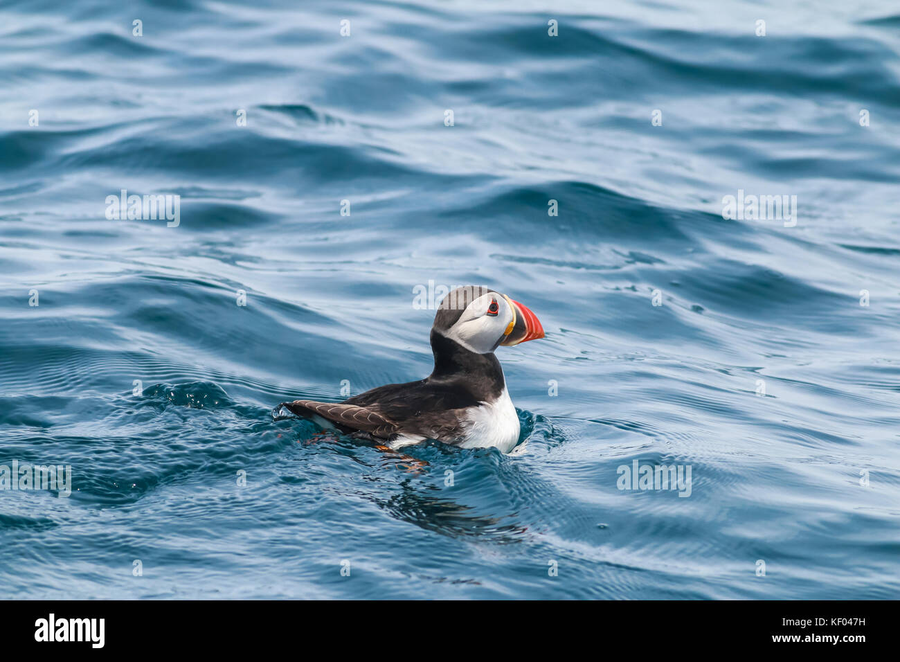 Atlantic puffini, sat su acqua, Mincarlo, isole Scilly, può Foto Stock